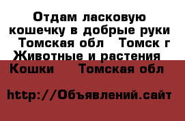 Отдам ласковую кошечку в добрые руки - Томская обл., Томск г. Животные и растения » Кошки   . Томская обл.